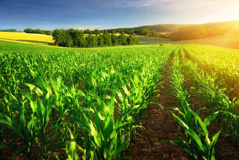 Agriculture